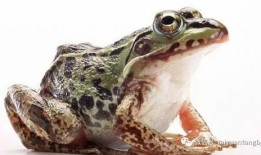 厨师爆料牛蛙视频在线观看,厨师亲曝牛蛙烹饪全过程，视频曝光引网友热议